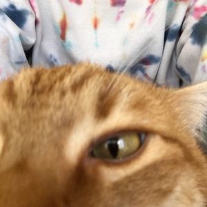 Meet your Posher, Carlin